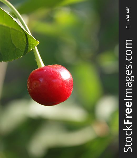 Red ripe cherry among leaves in the garden. Red ripe cherry among leaves in the garden