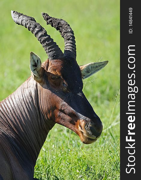 Topi antelope ruminating, Kenya