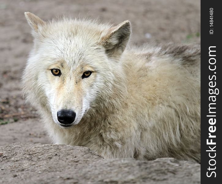 Young white arctic wolf looking at the camera. Young white arctic wolf looking at the camera