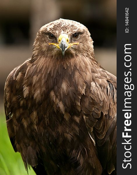 Eagle sitting on a green wooden plate with bluered background. Eagle sitting on a green wooden plate with bluered background