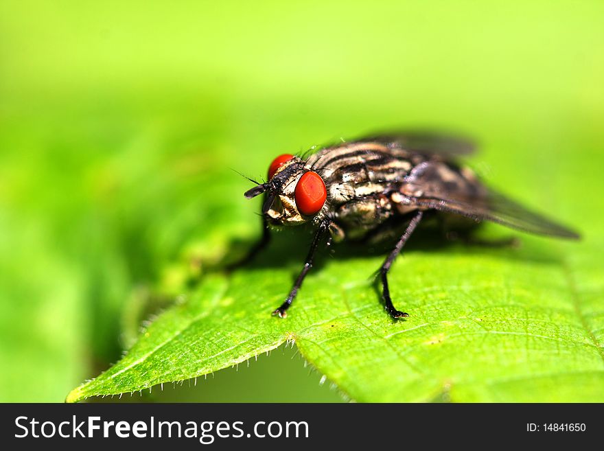 Flesh Fly Sarcophaga carnaria profile on leaf in morning light