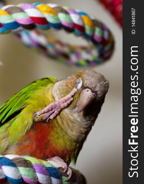 Green Cheek Conure on Rope Perch