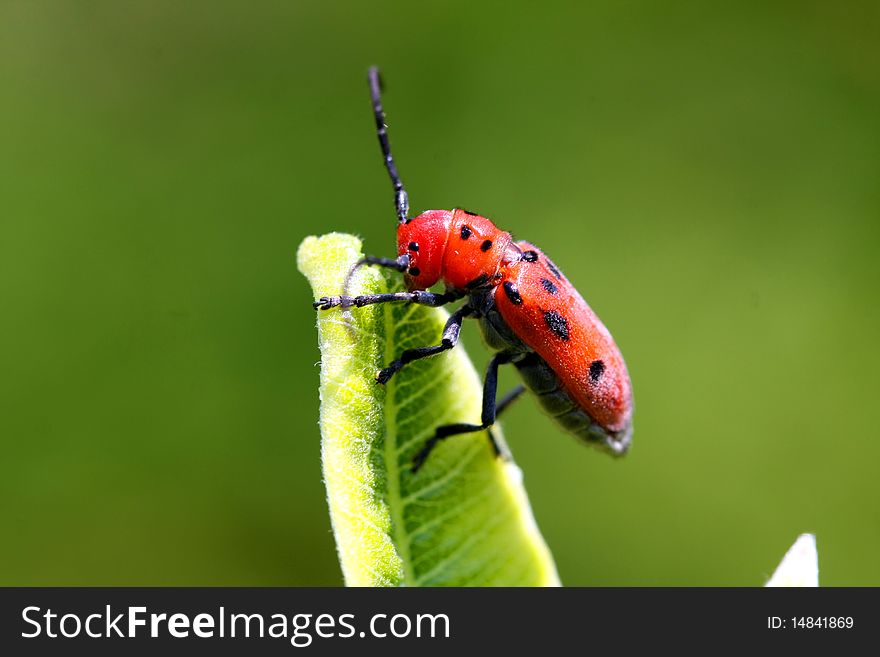 Red Milkweed Beetle