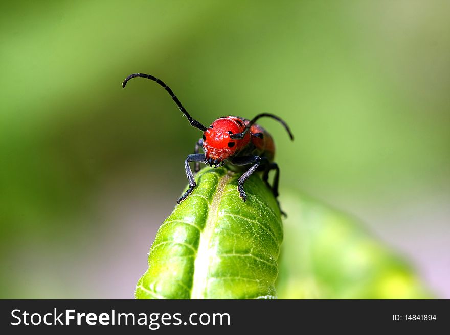 Red Milkweed Beetle - Tetraopes tetraophthalmus Close-up of head