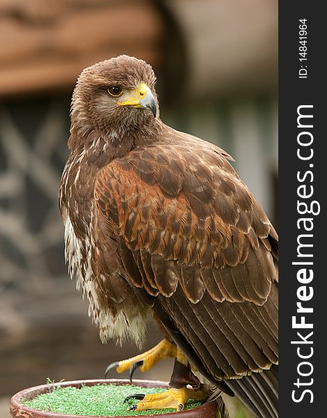 Eagle On A Green Wooden Plate