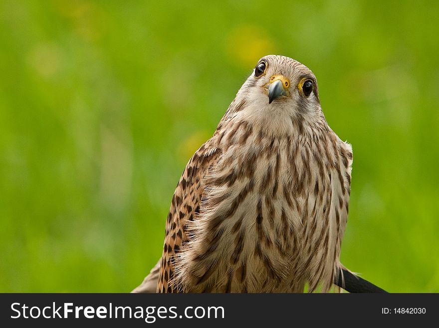 Falcon Wondering On The Photographer