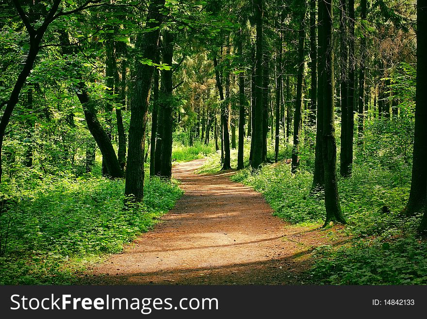 The path through lush foliage. The path through lush foliage