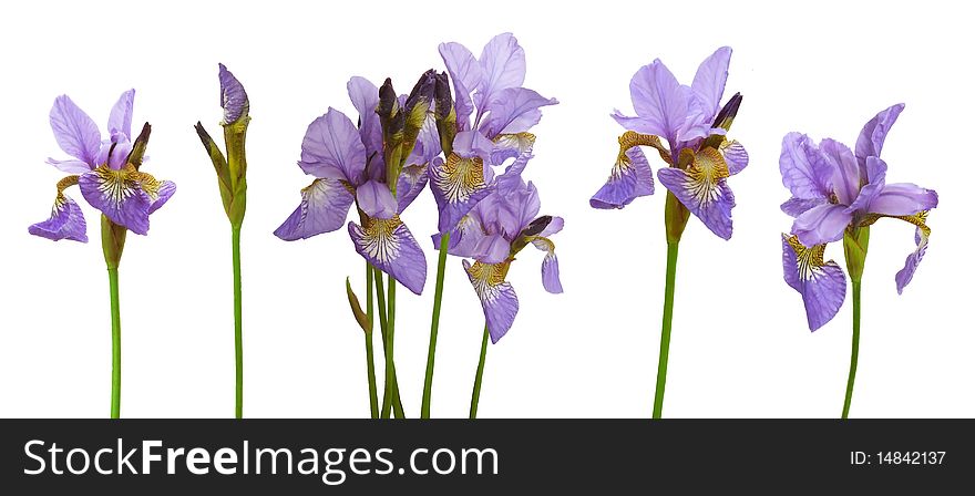 Collection of isolated iris flowers. Collection of isolated iris flowers