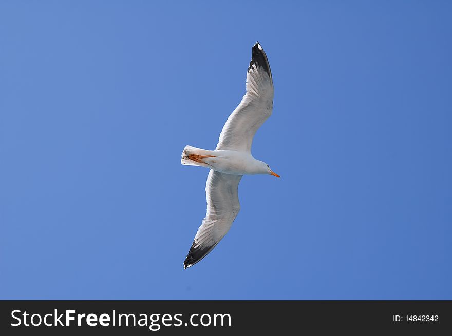 A flying seagull for a background abject