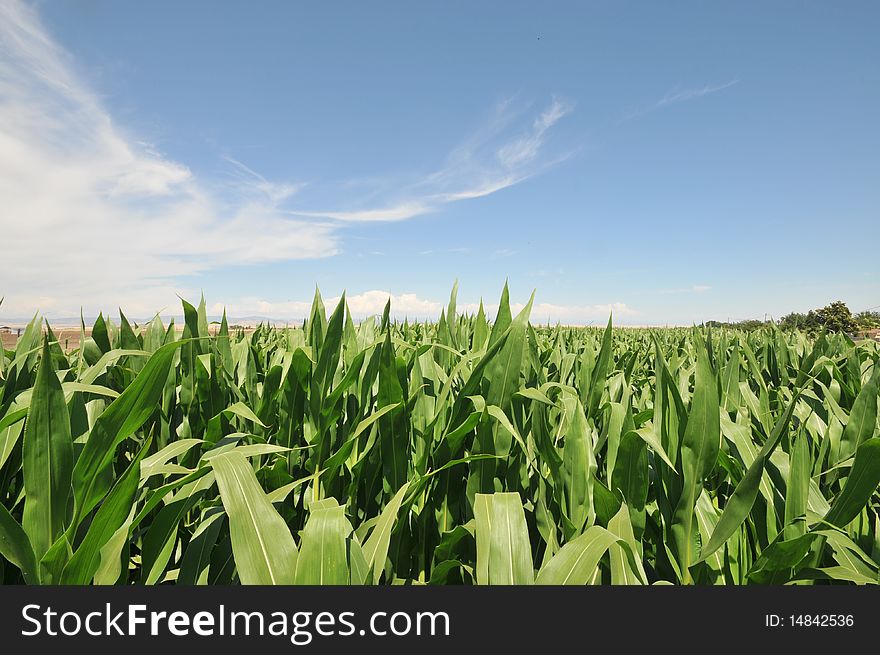 Corn plants with blue sky and some clouds. Corn plants with blue sky and some clouds.