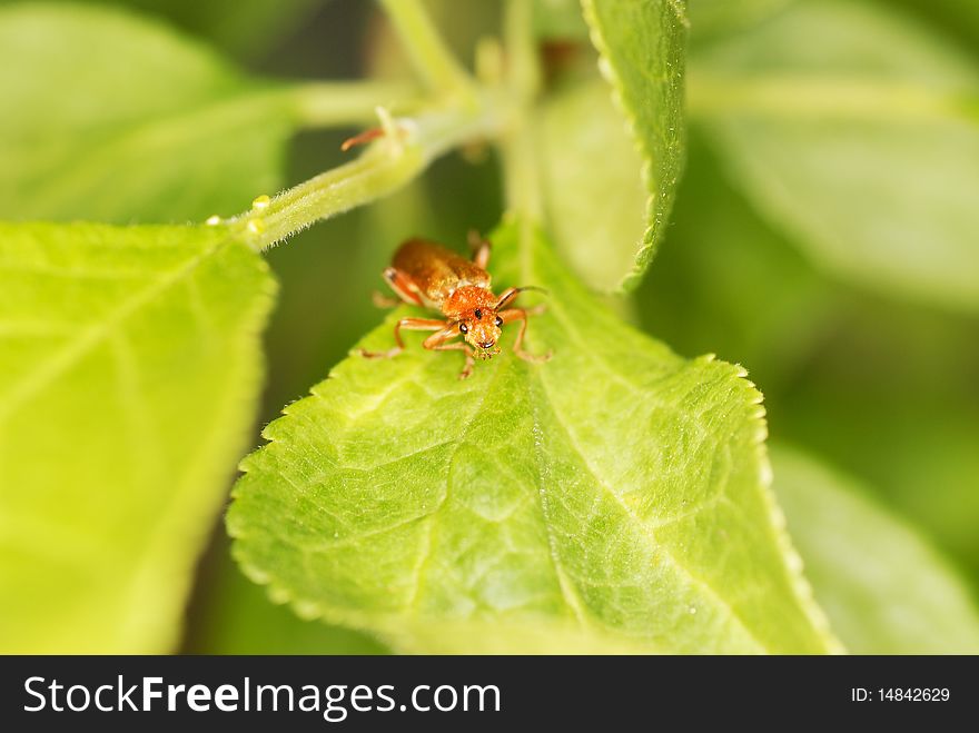 A Soldier Beetle finding a place to hide