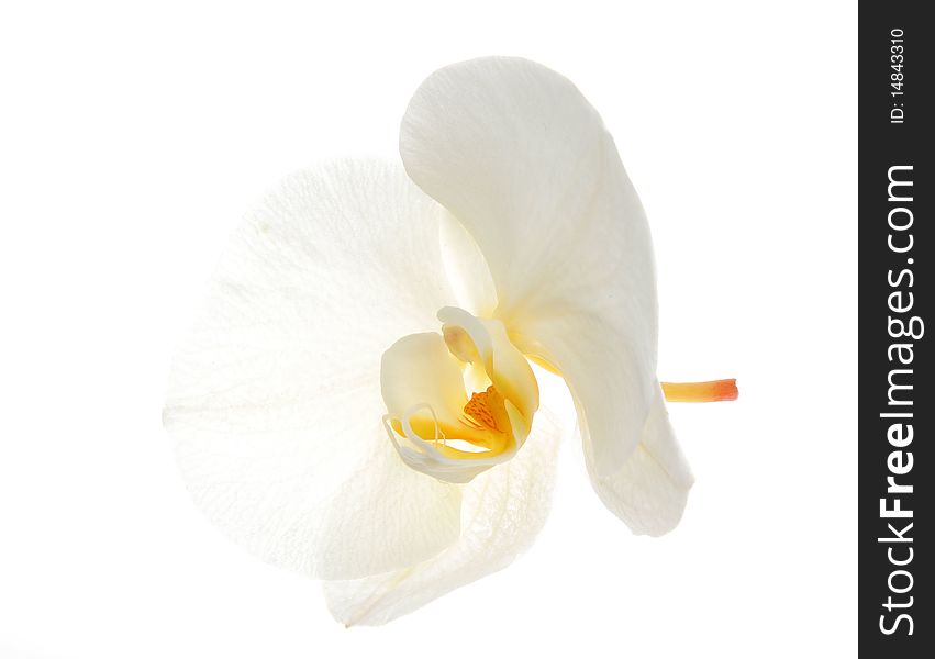 Single flower of White Orchid over white