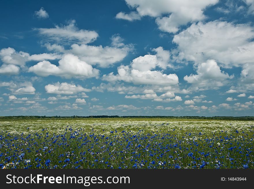 Beautiful field with flower and sky. Beautiful field with flower and sky