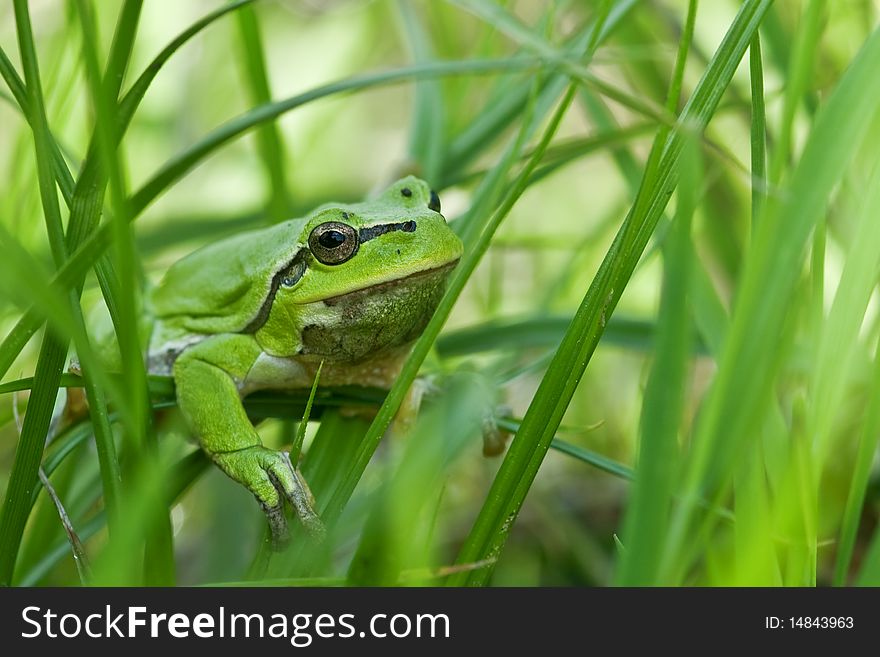 Frog head in grass closeup