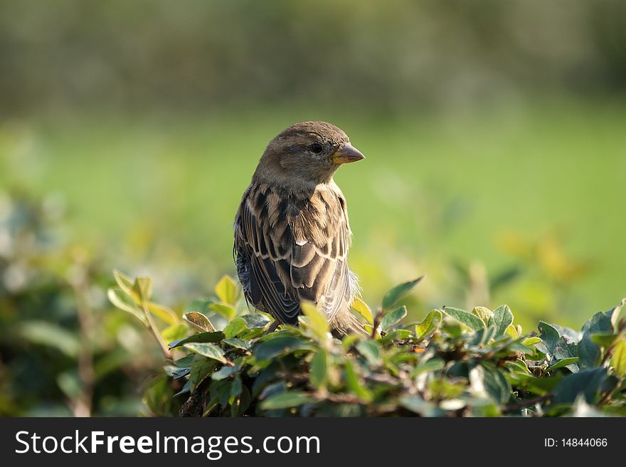 The large image of a grey sparrow
