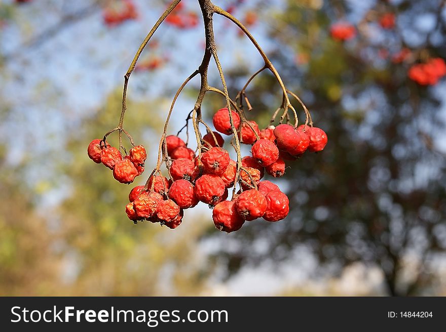 Ripe bunches of red mountain ash in the light of bright sunshine