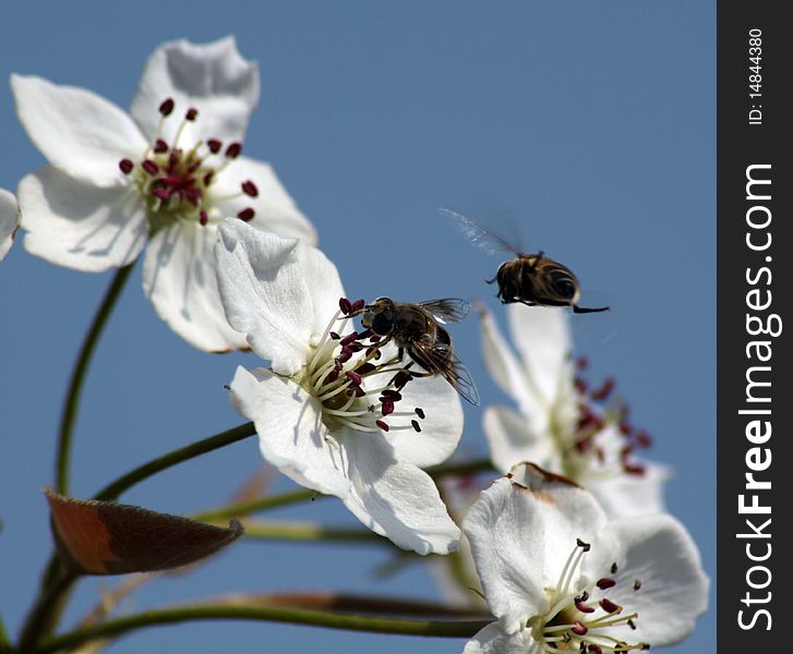 In north china, the Peach flower blooms in the early spring. a bee is on the flower while another  one is fly around the flower. In north china, the Peach flower blooms in the early spring. a bee is on the flower while another  one is fly around the flower.