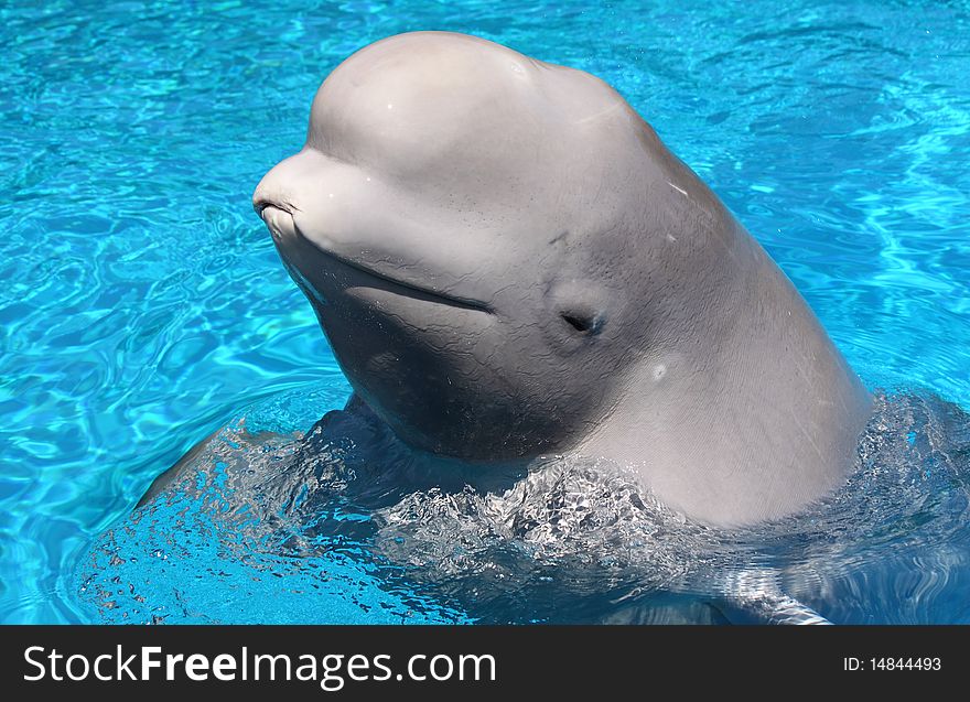 A Beluga Whale swimming in blue waters