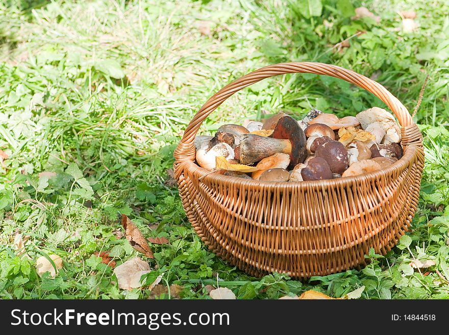 Fool basket with mushrooms in grass