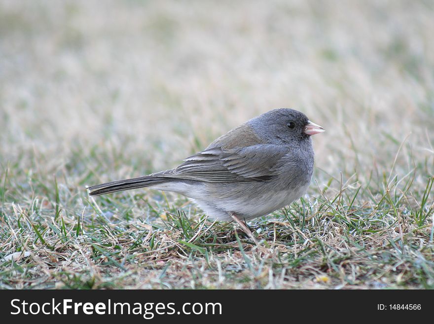 A Dark-eyed Junco searching for seeds fallen from a bird feeder above in Warroad, MN.