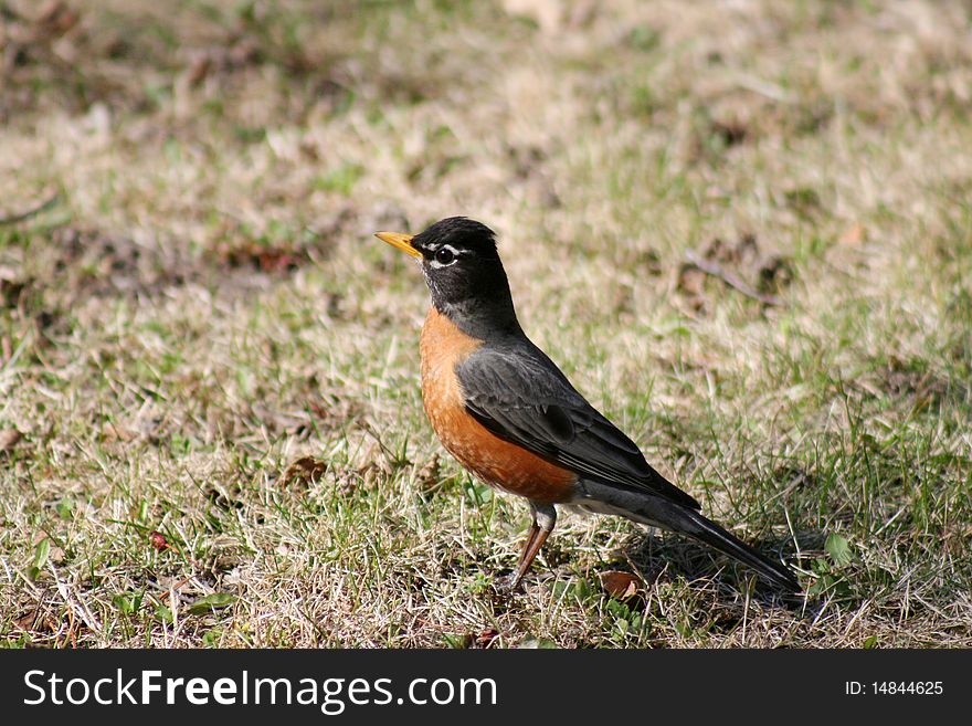 An American Robin searching for food on the ground in Littlefork, MN.