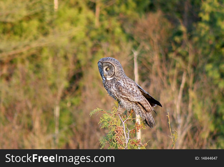 A Great Gray Owl perched on a cedar tree on the side of US Hwy 71 in Gemmell, Minnesota.