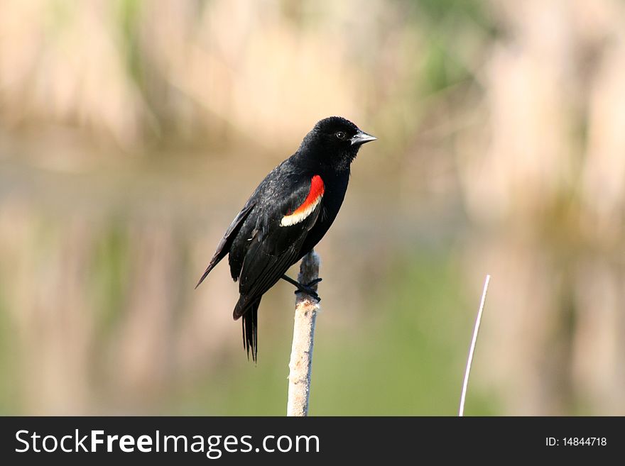 Red-winged Blackbird On A Cattail