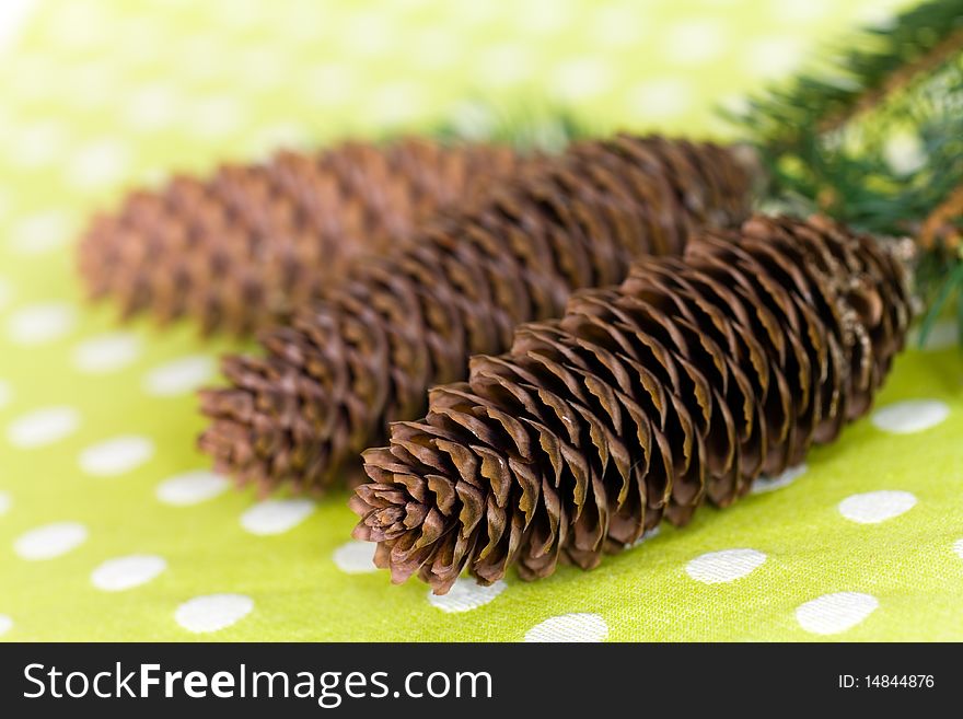 Twig Of Fir Tree With Brown Cones