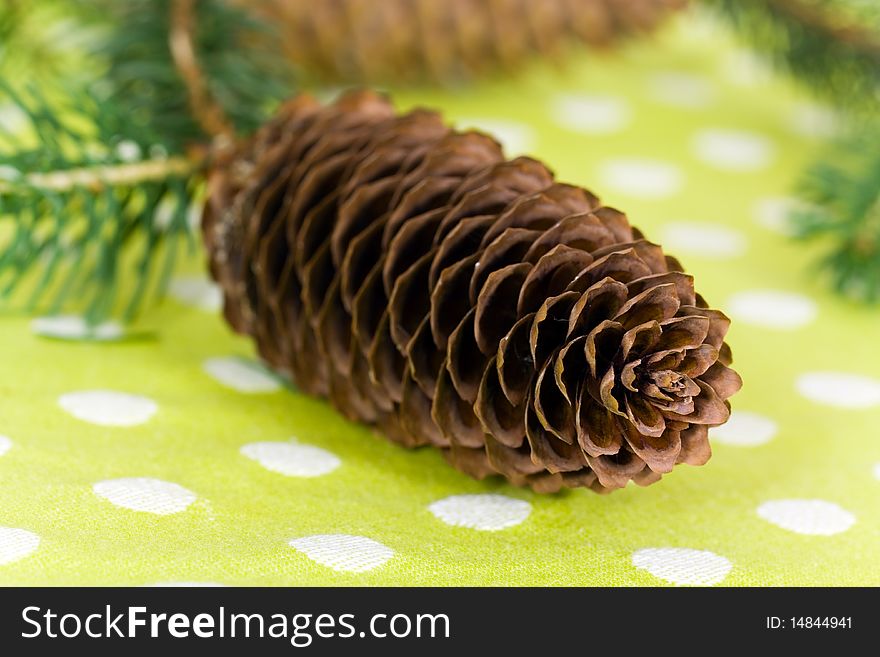 Green Twig of fir tree with brown cones.