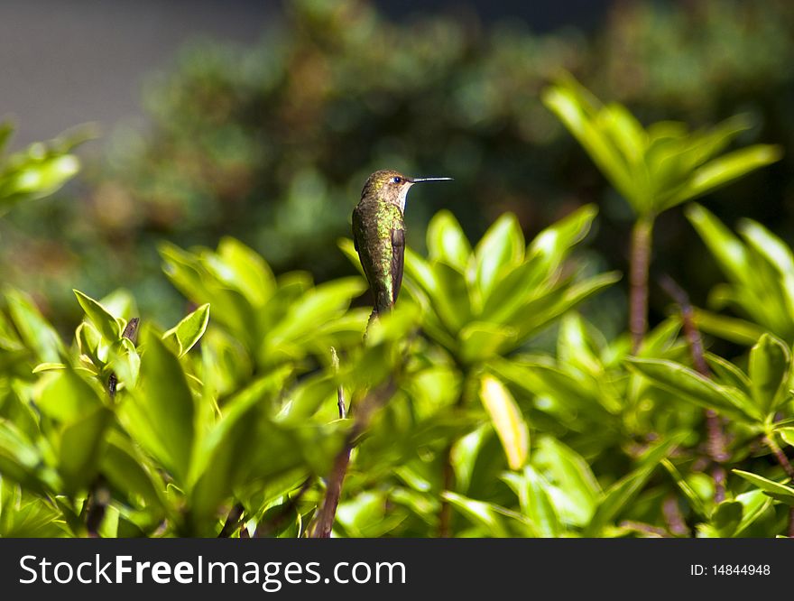 Hummingbird sitting on rhododendron outside on a beautiful sunny day.