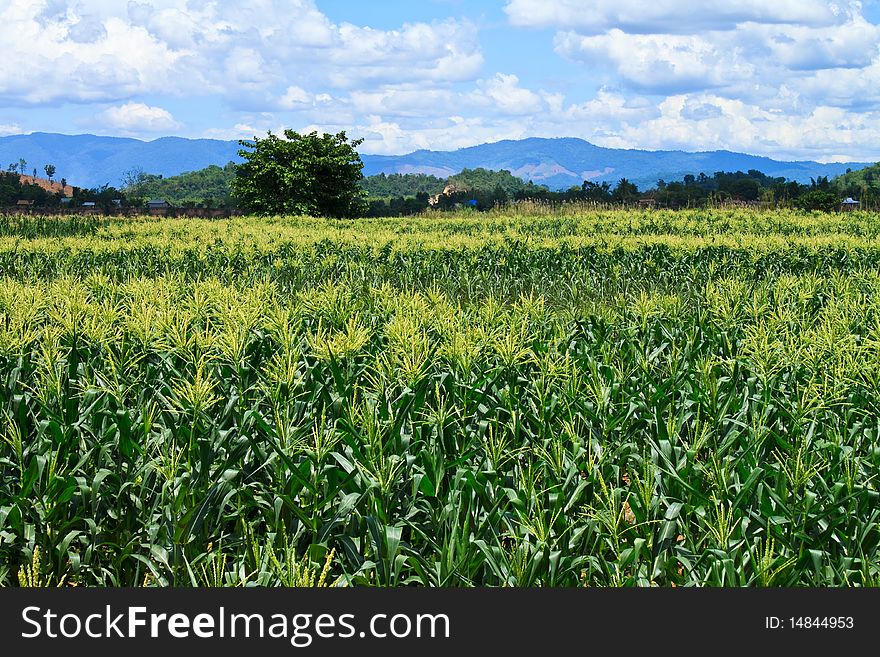 Take from rural area, countryside in thailand. Take from rural area, countryside in thailand