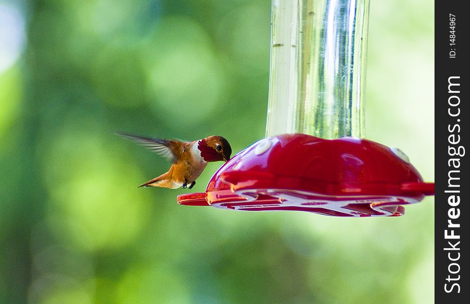 Red and orange hummingbird drinking out of red feeder on a beautiful sunny day