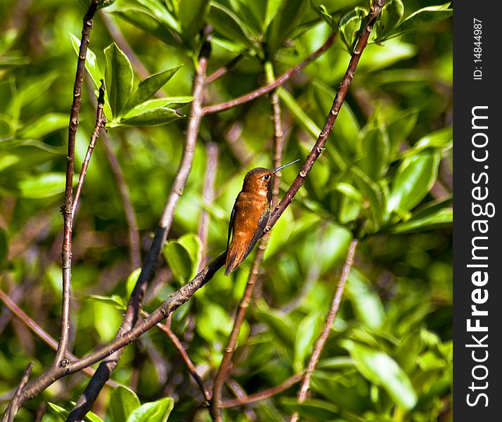 Hummingbird sitting on rhododendron outside on a beautiful sunny day.