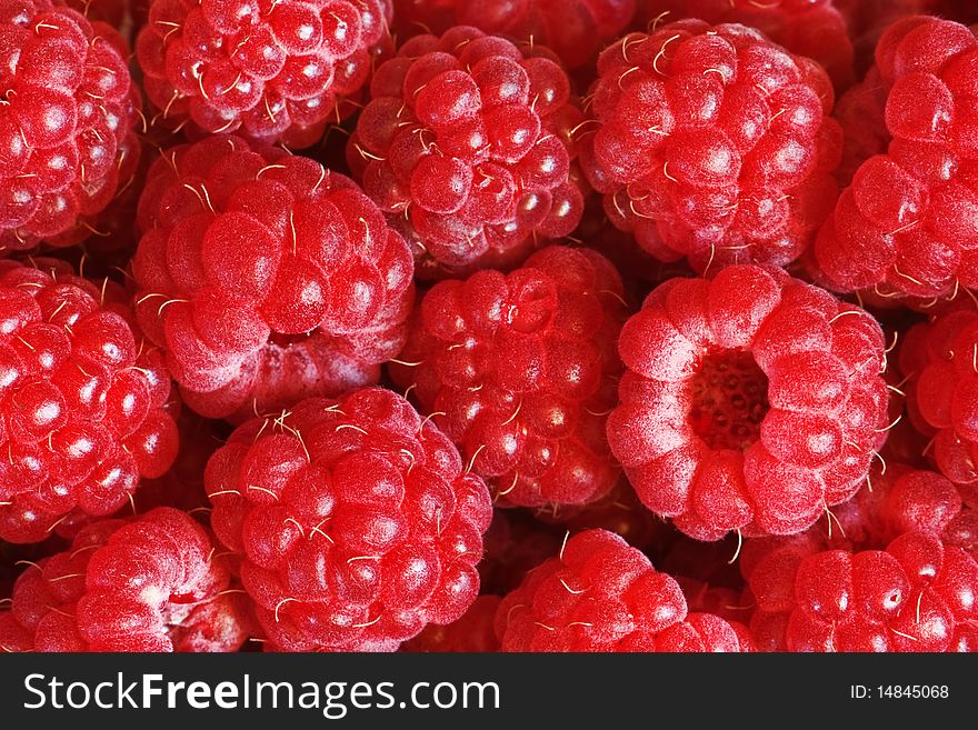 Sweet fresh raspberry close up