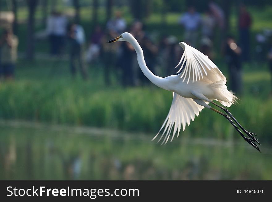 Many People Shoot Egrets