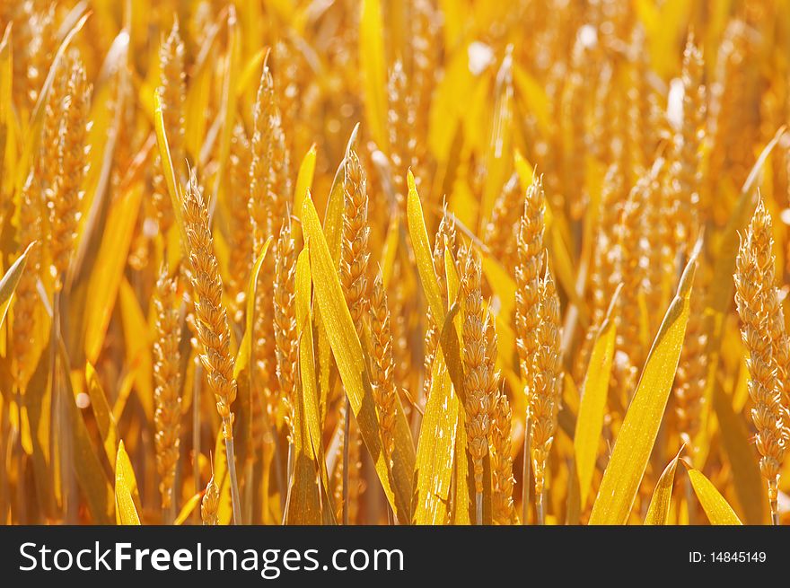 Ripe yellow wheat close up