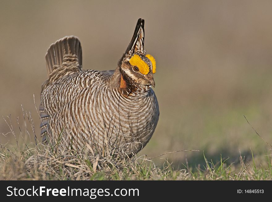 Lesser Prairie Chicken courtship display in North West Oklahoma