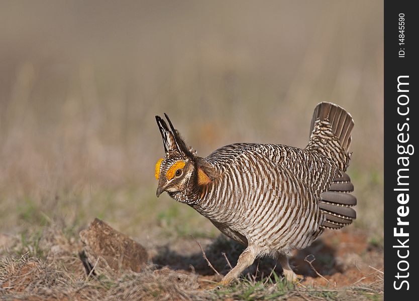 Lesser Prairie Chicken courtship display in North West Oklahoma