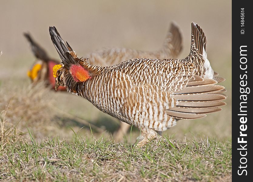 Lesser Prairie Chicken