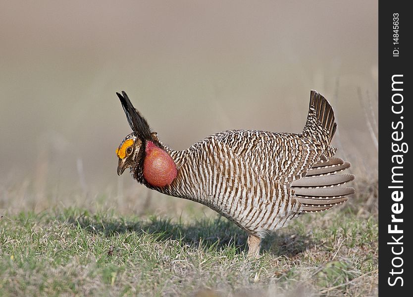 Lesser Prairie Chicken courtship display in North West Oklahoma