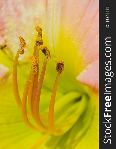 Flower closeup with stamen and pistil