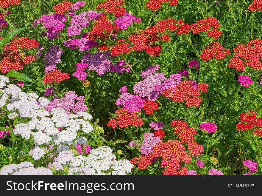 Flowers of different color in the garden