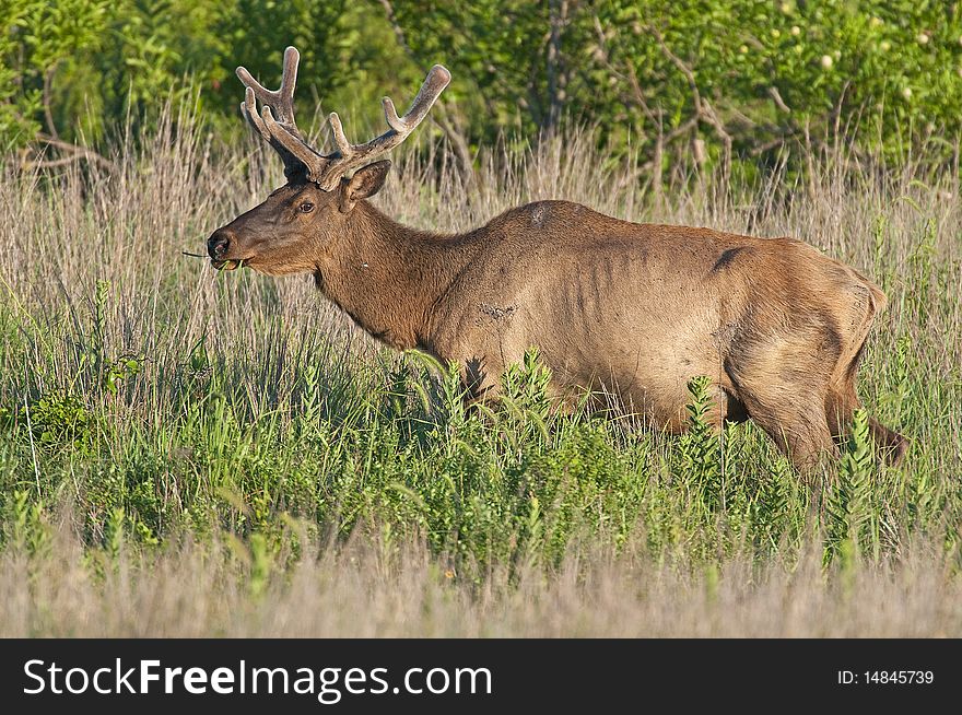 Two Bull Elk grazing in the Wichita Mountains Wildlife Refuge, Oklahoma. Two Bull Elk grazing in the Wichita Mountains Wildlife Refuge, Oklahoma