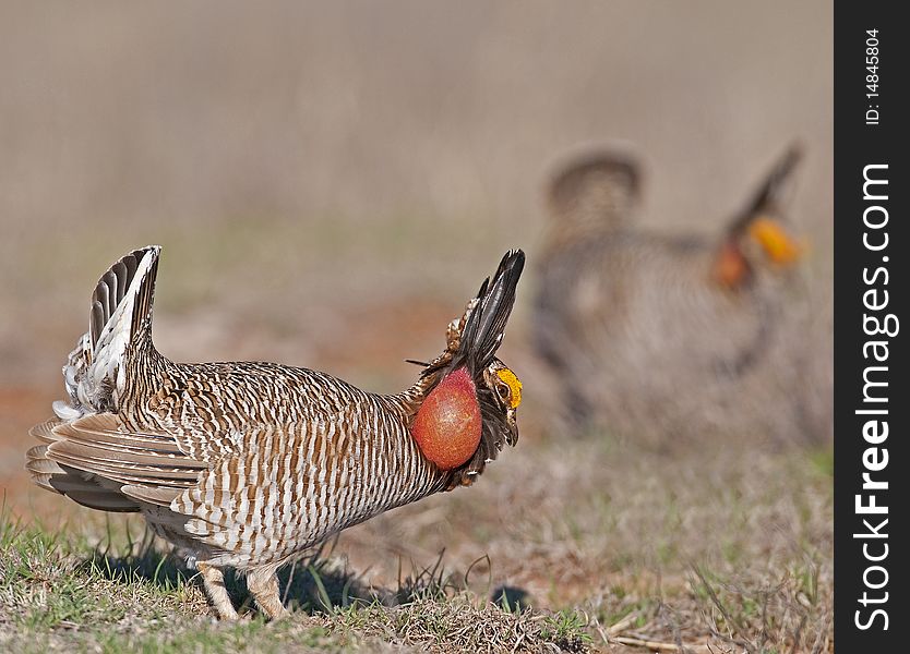 Lesser Prairie Chicken