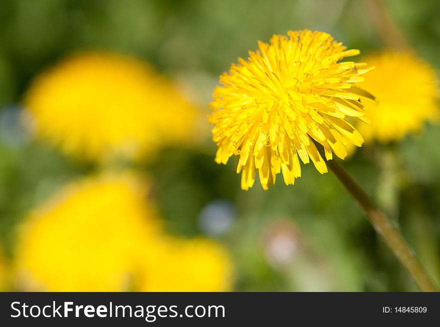 Single Yellow Dandelion Flower closeup. Single Yellow Dandelion Flower closeup