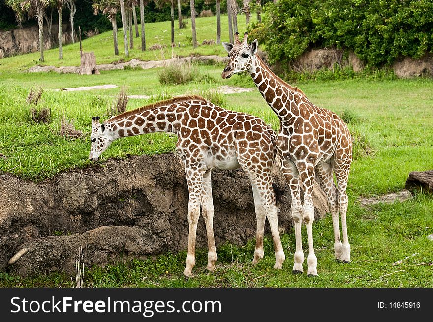 Young giraffes, about six feet tall. Young giraffes, about six feet tall.