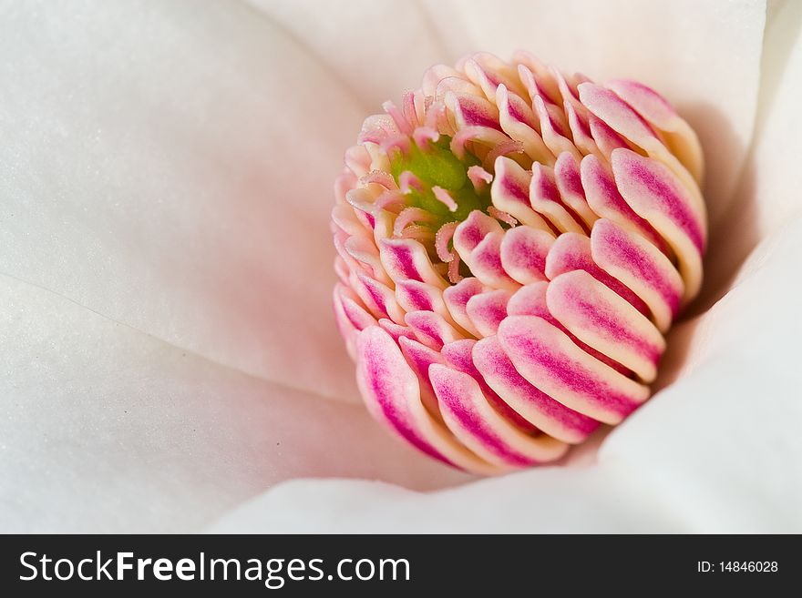 Flower closeup with stamen and pistil