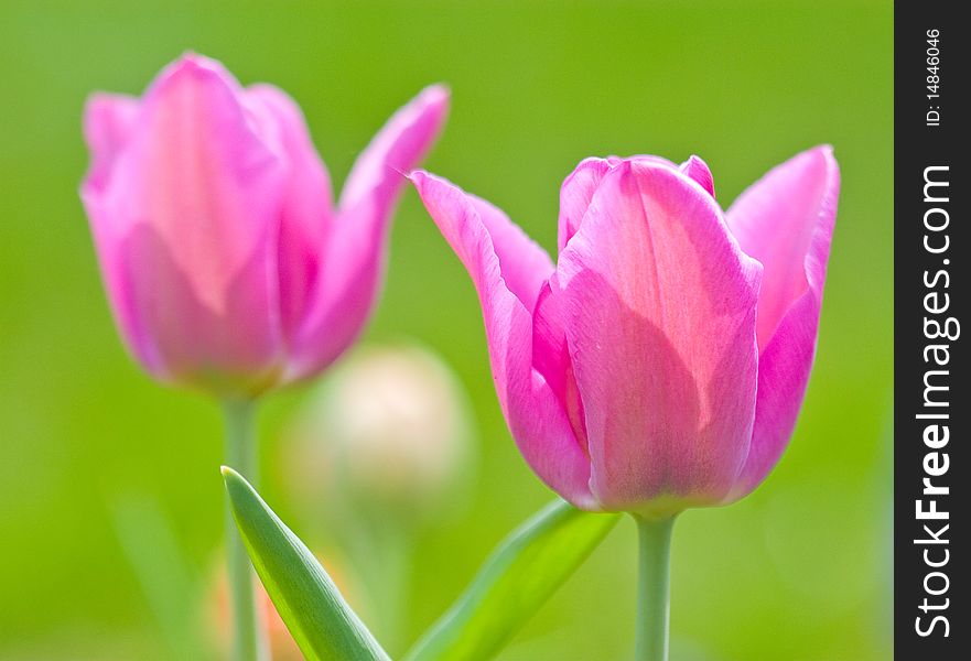 Tulip close up in the field