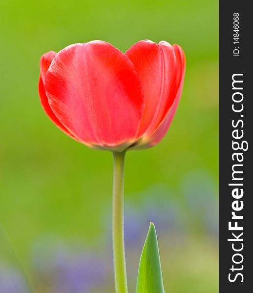 Tulip close up in the field