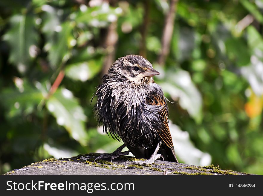 Wet small black bird sitting on a branch. Wet small black bird sitting on a branch